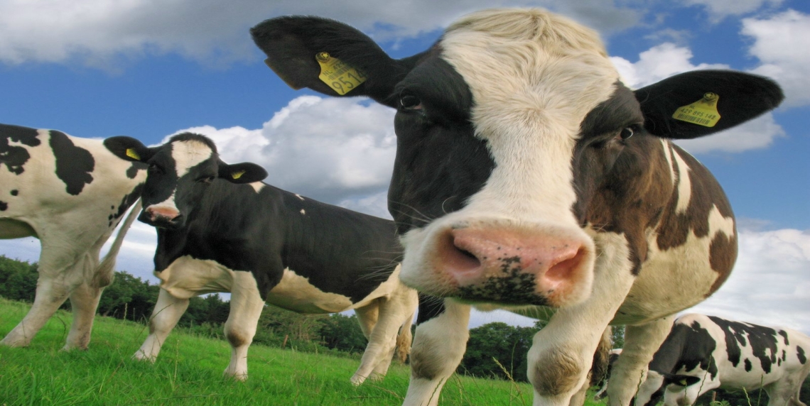 Dairy Farm project